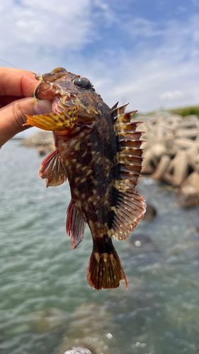 ガシラの釣果