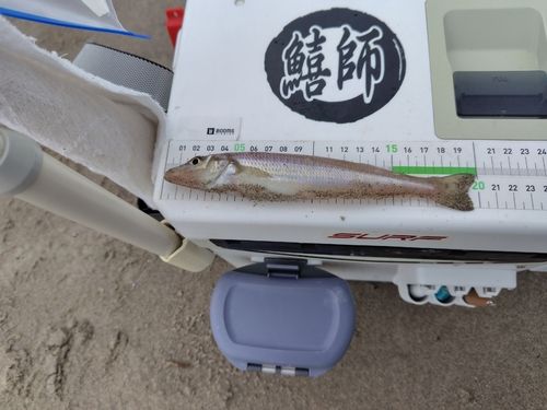シロギスの釣果