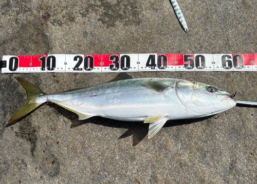 ワラサの釣果