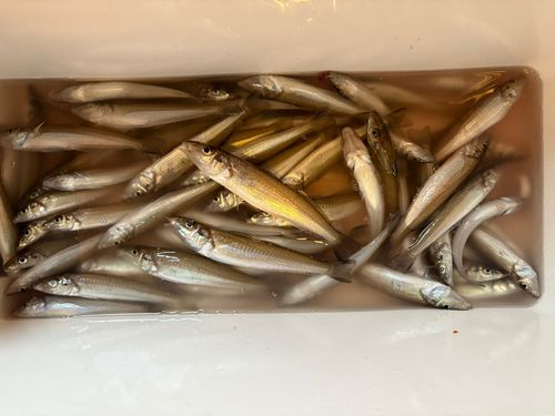 キスの釣果