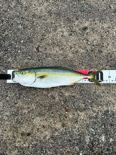 ツバスの釣果