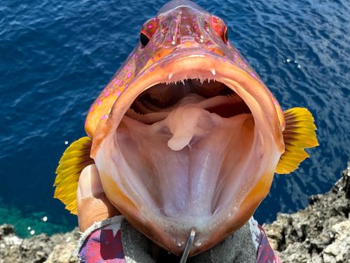 バラハタの釣果