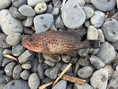 オオモンハタの釣果