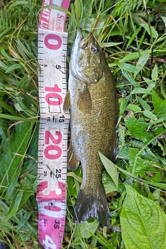 スモールマウスバスの釣果