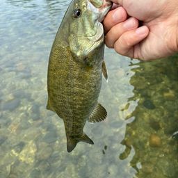 スモールマウスバス