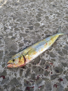 シイラの釣果