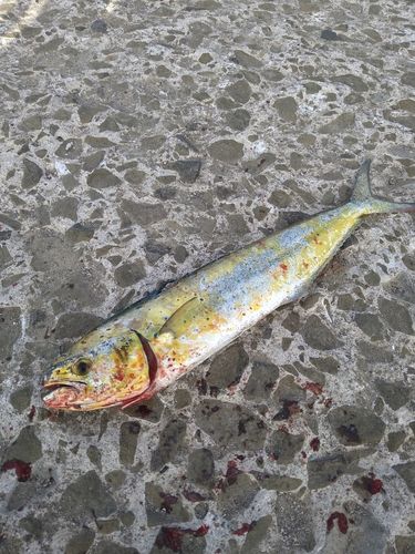 シイラの釣果