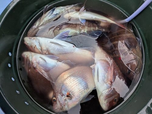 マダイの釣果