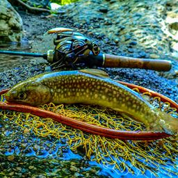 ニッコウイワナ