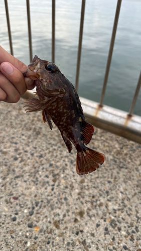 キジハタの釣果
