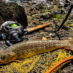 ニッコウイワナ