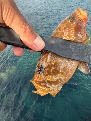 キジハタの釣果