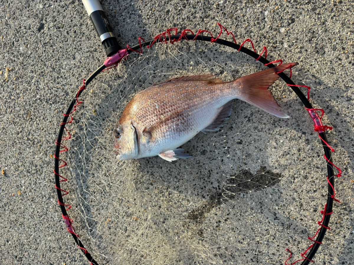 前チンさんの釣果 1枚目の画像