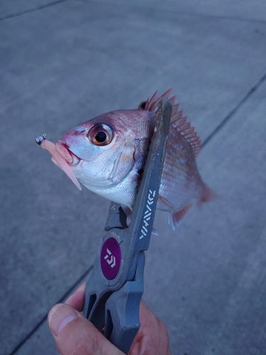 タイの釣果