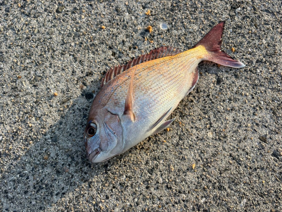 前チンさんの釣果 2枚目の画像