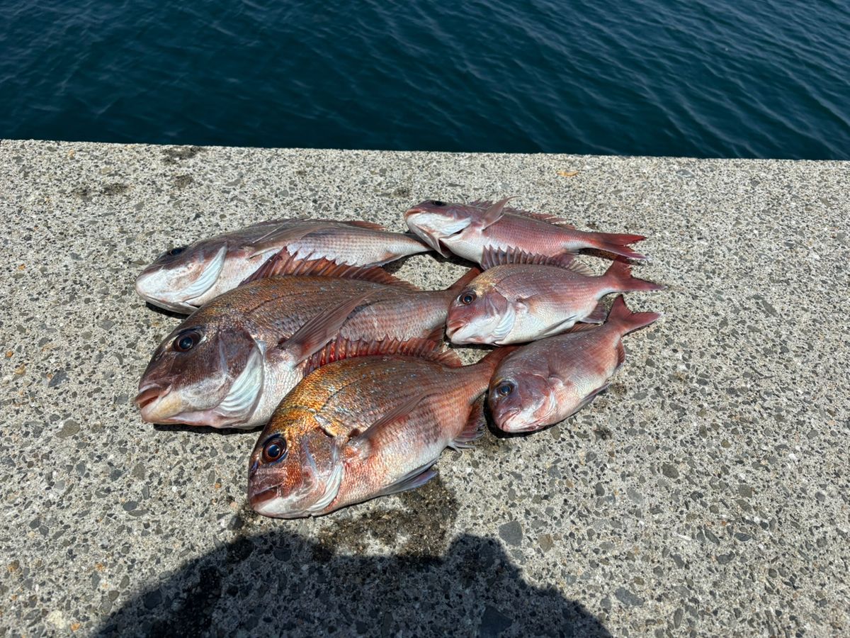 前チンさんの釣果 3枚目の画像