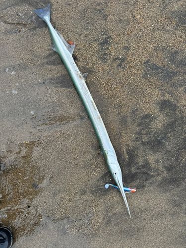 ダツの釣果