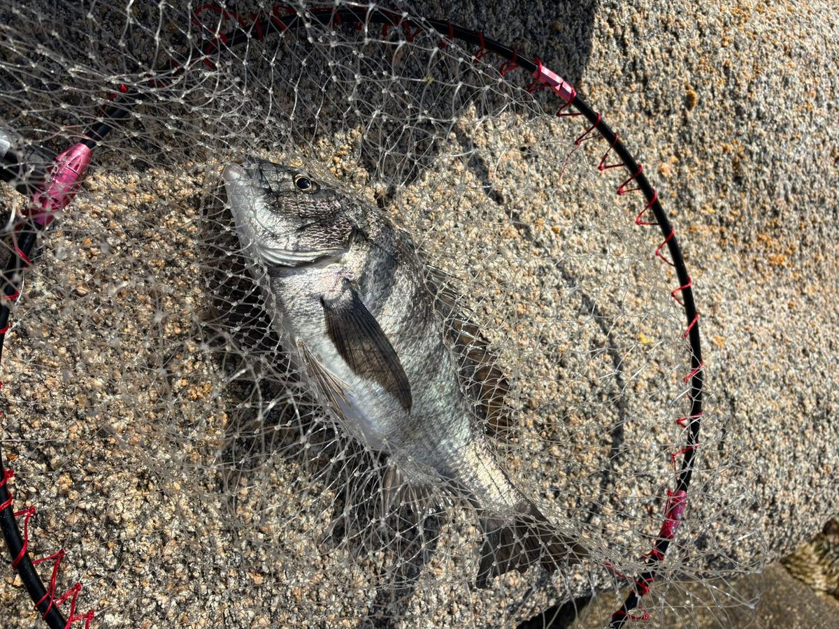 前チンさんの釣果 1枚目の画像