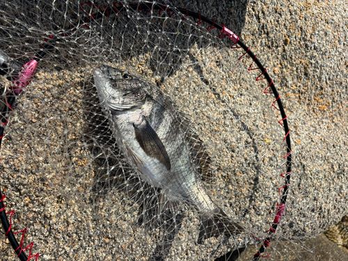 釣果