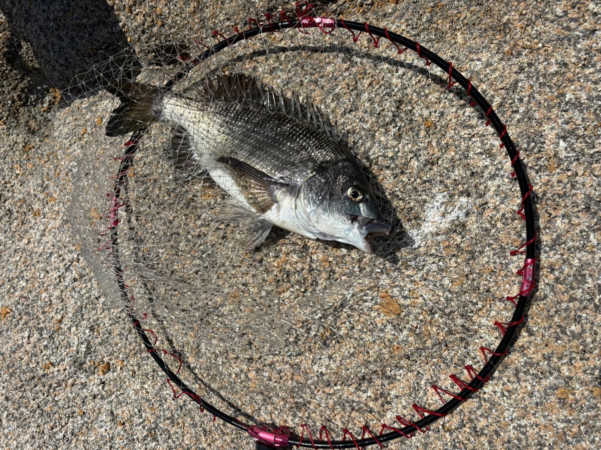 前チンさんの釣果 2枚目の画像