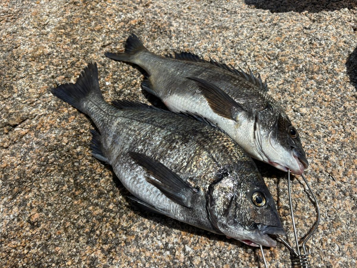 前チンさんの釣果 3枚目の画像