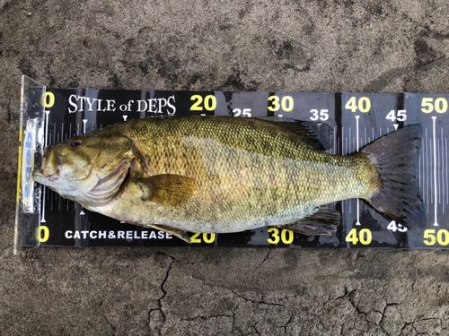 スモールマウスバスの釣果