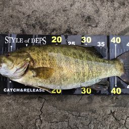 スモールマウスバス