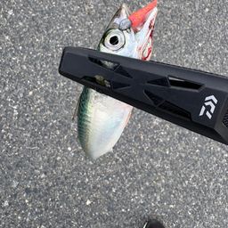 サバ