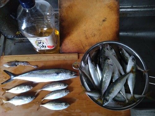 サゴシの釣果