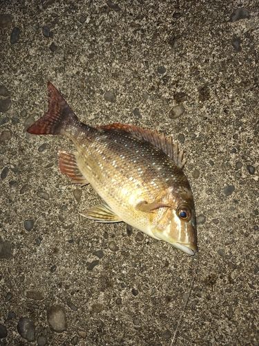 ハマフエフキダイの釣果