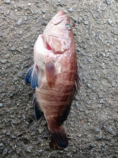 マハタの釣果