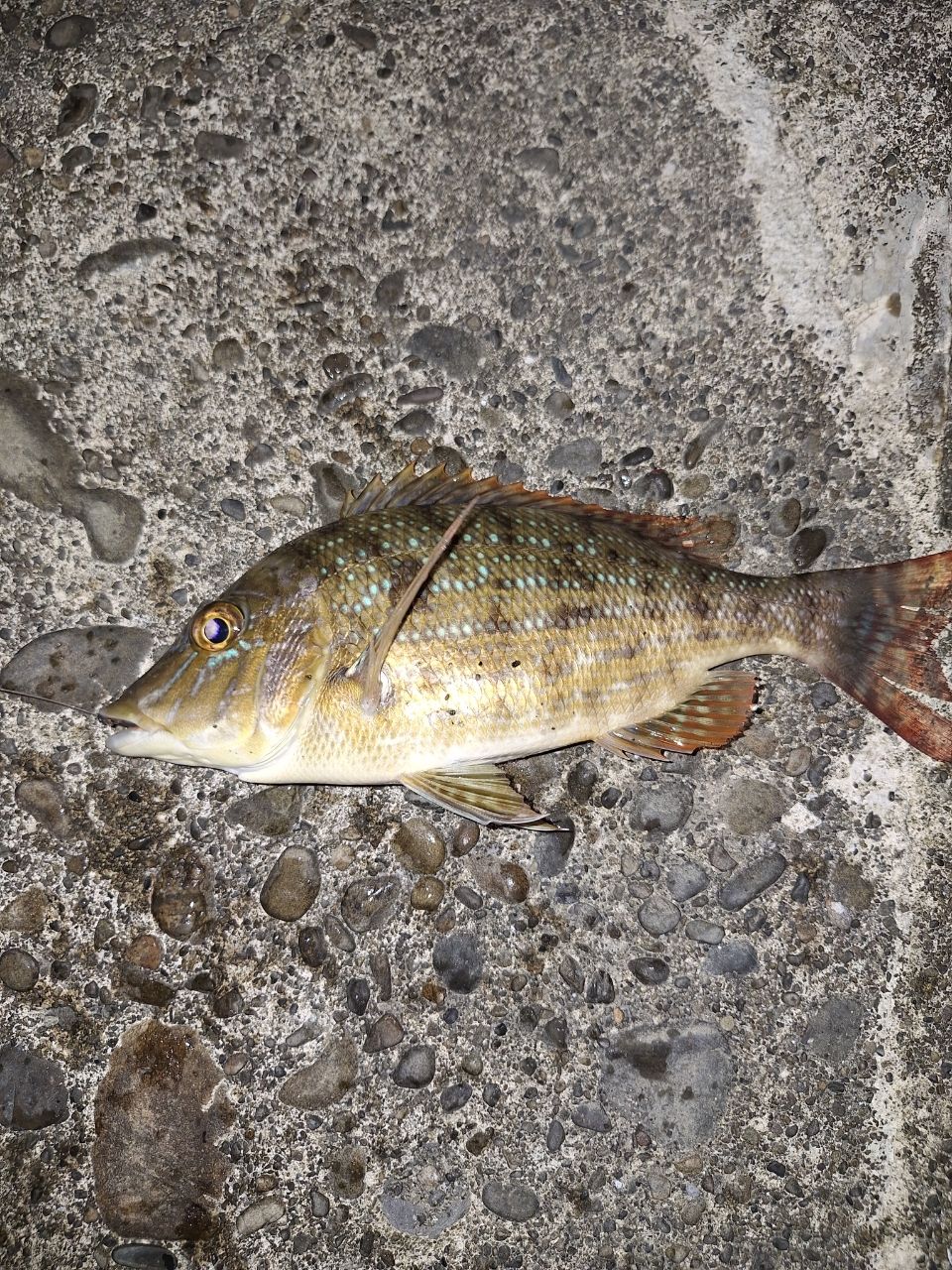 ハマフエフキダイ