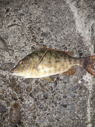 ハマフエフキダイの釣果