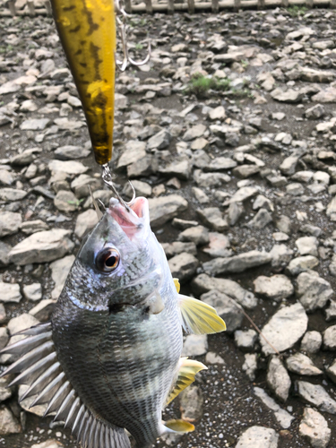 キビレの釣果