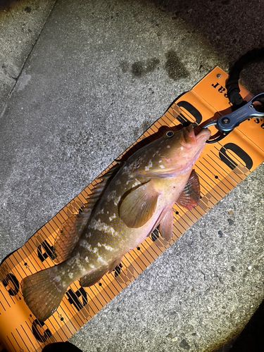 アコウの釣果