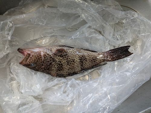 オオモンハタの釣果