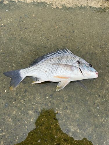 チヌの釣果