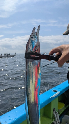 タチウオの釣果