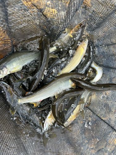 アユの釣果