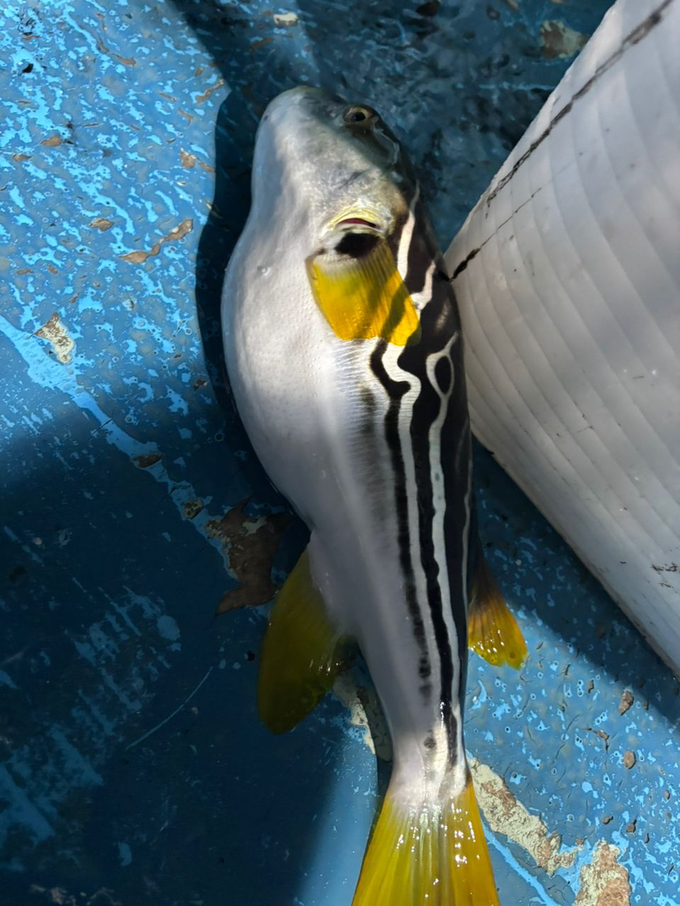 前チンさんの釣果 2枚目の画像