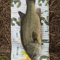 ラージマウスバス