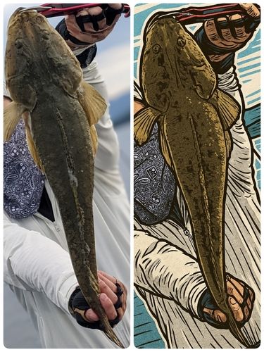 マゴチの釣果