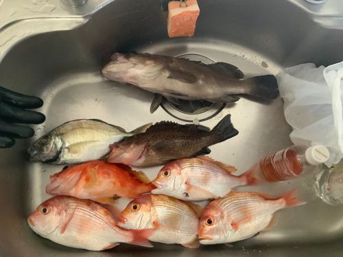 オオモンハタの釣果