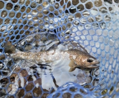 イワナの釣果