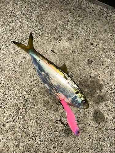 サッパの釣果