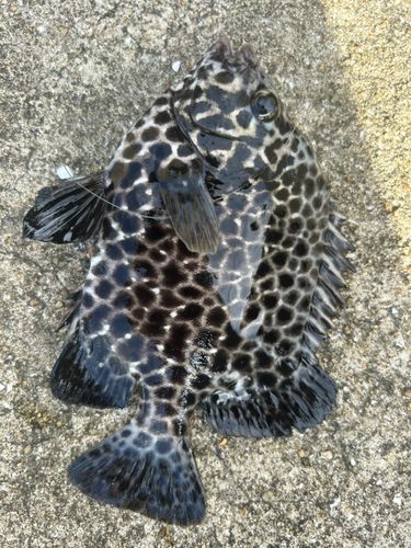 イシガキダイの釣果