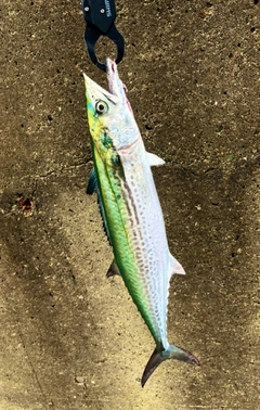 サワラの釣果