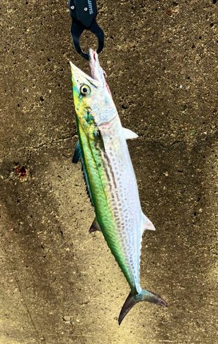 サワラの釣果