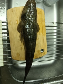 マゴチの釣果