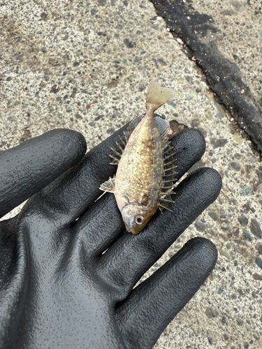 アイゴの釣果